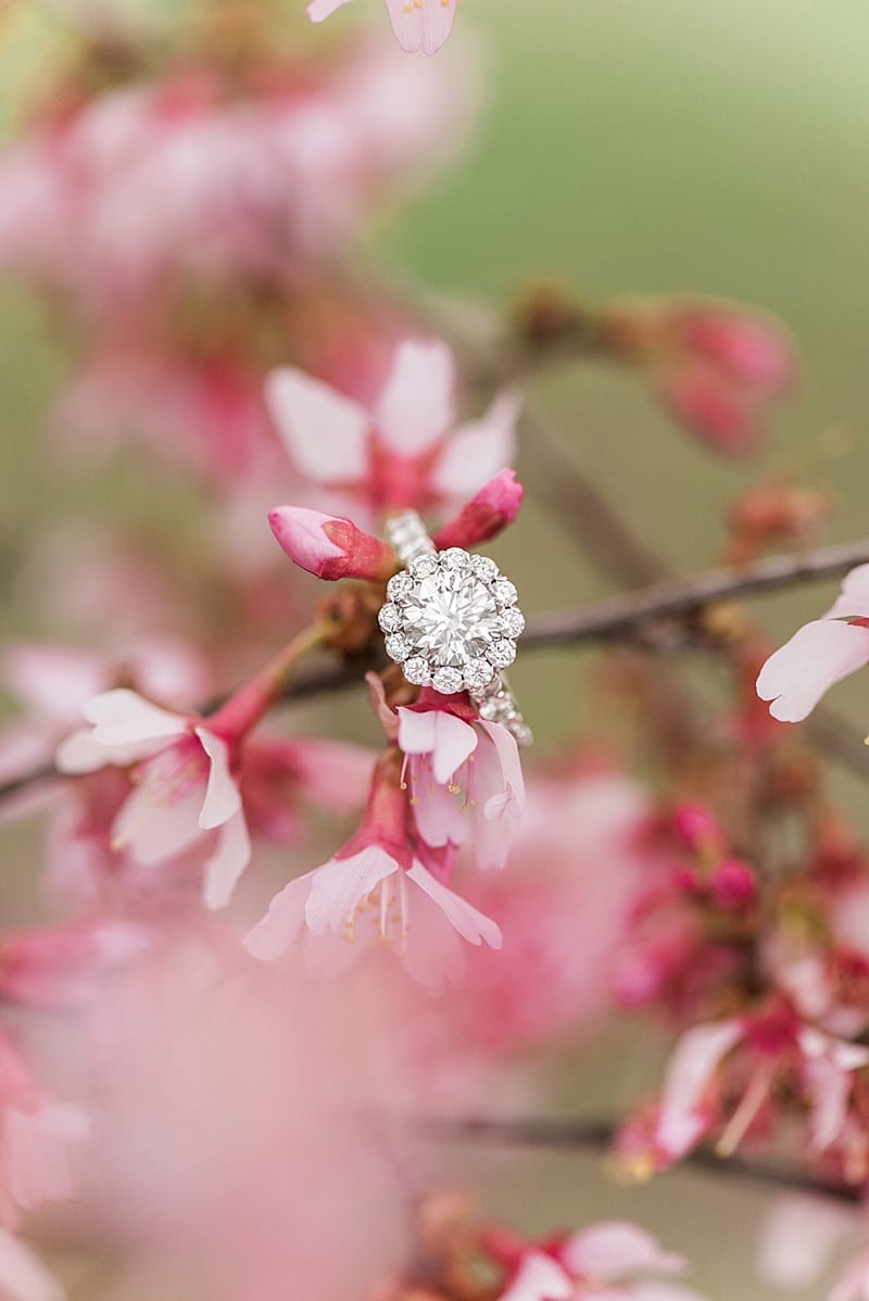 raleigh nc engagement ring in cherry blossoms photo