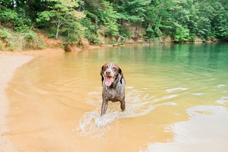 lake keowee dog in the water photo