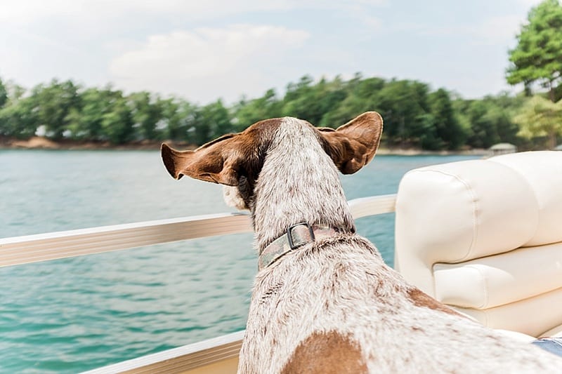 lake keowee dog on a boat ears flying in the wind photo