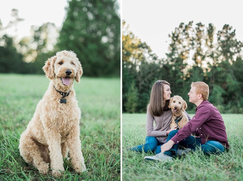 raleigh couples portraits with golden doodle photo