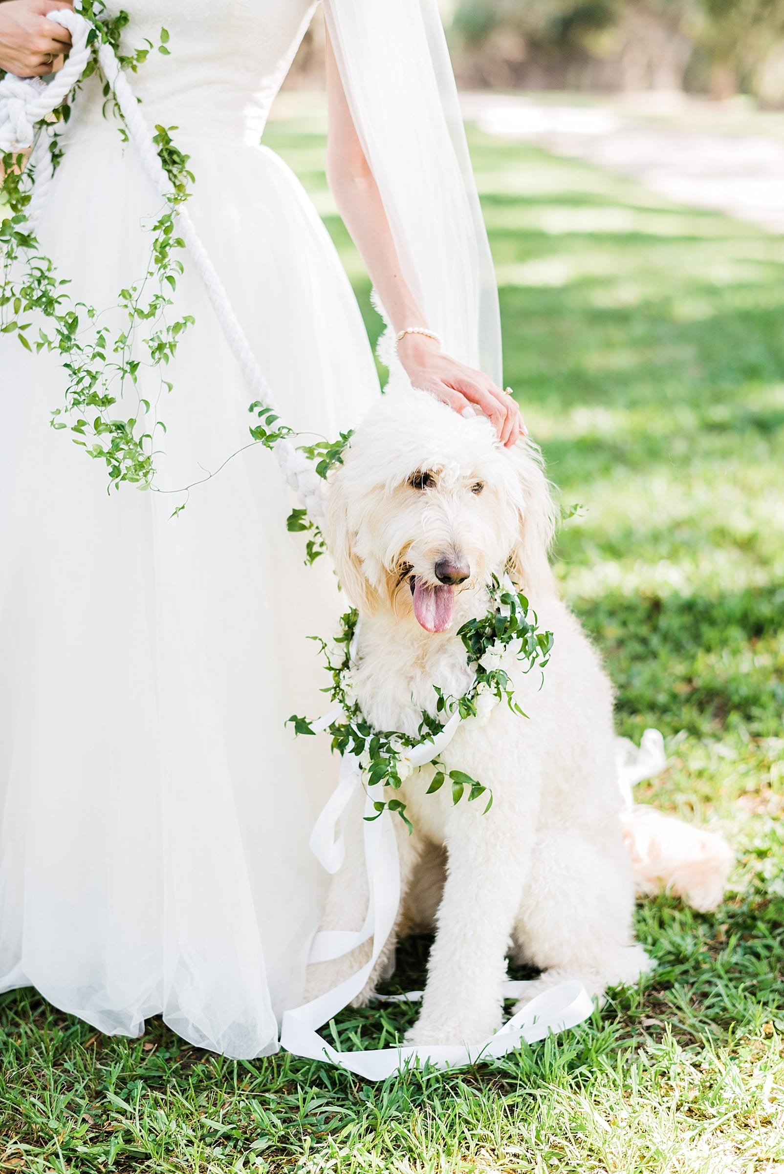 charleston wedding photographer dog with flower collar bride and dog labradoodle ooh events photo