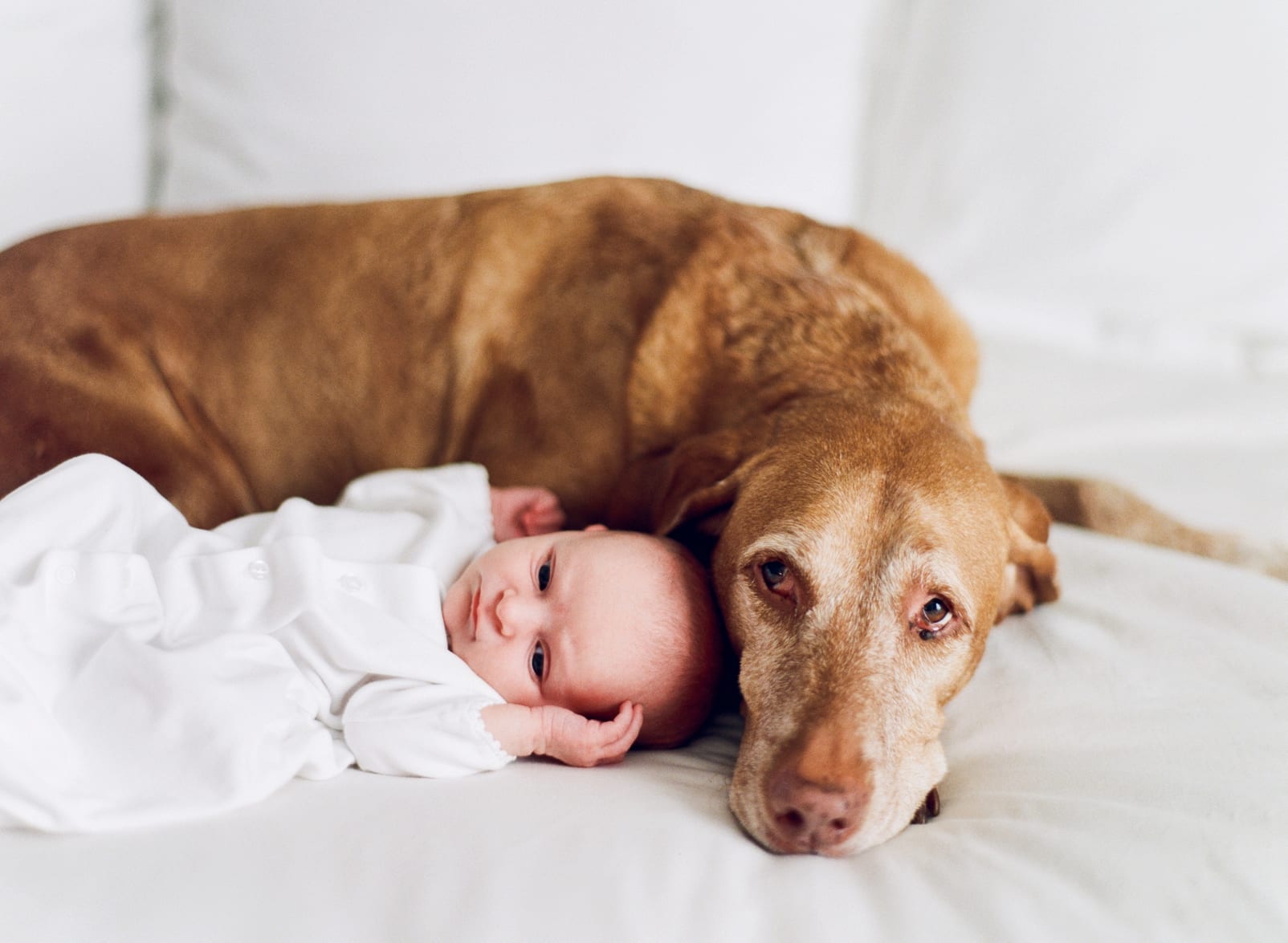 Apex, NC newborn baby girl snuggled up with family dog photo