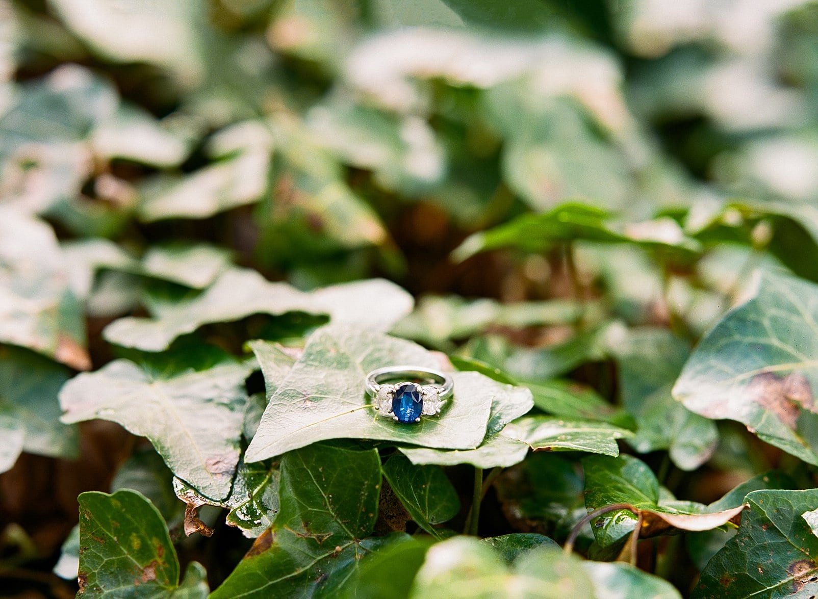 Durham, NC engagement ring on green ivy leaf photo