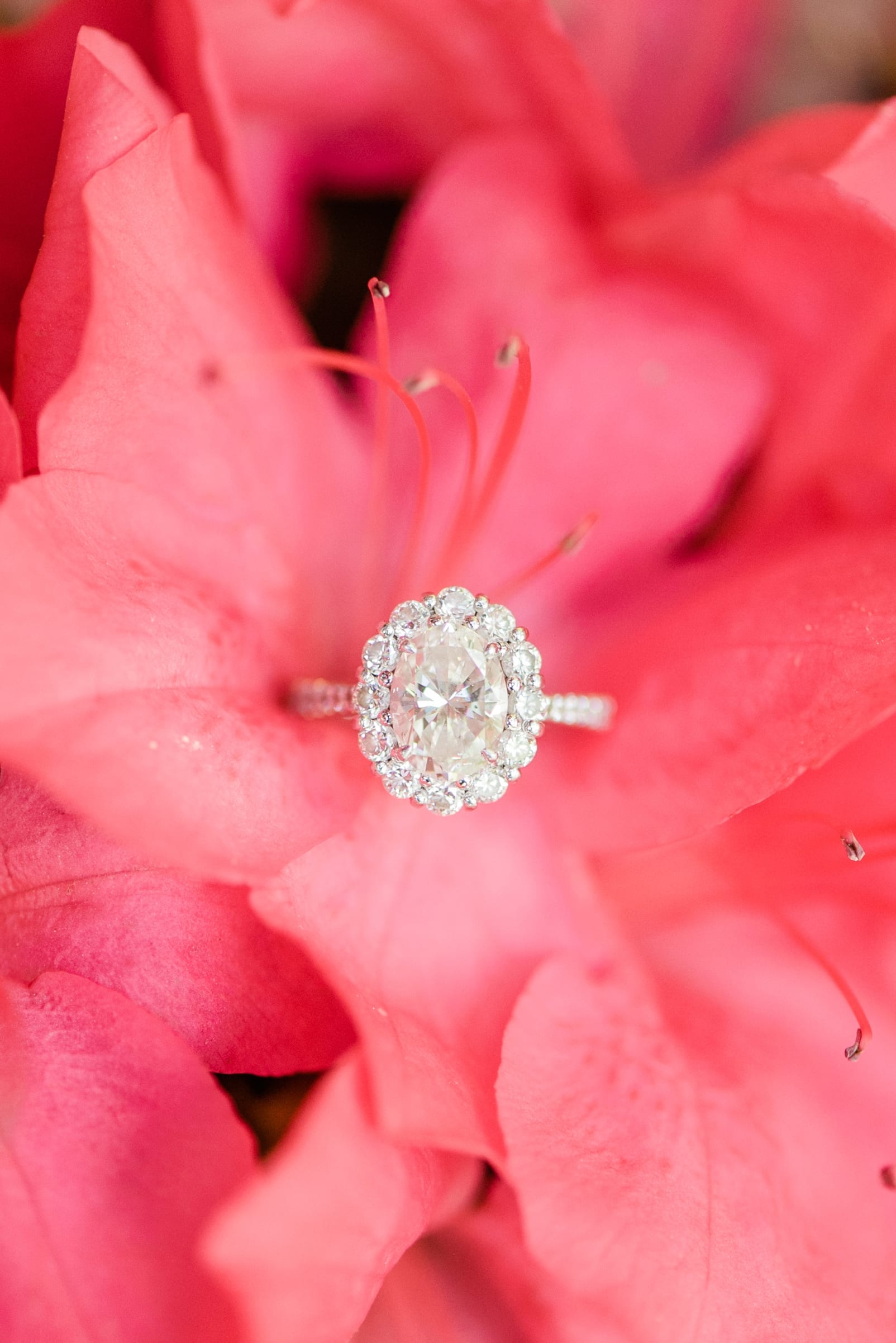 Durham engagement session with engagement ring in the center of a bright pink flower photo