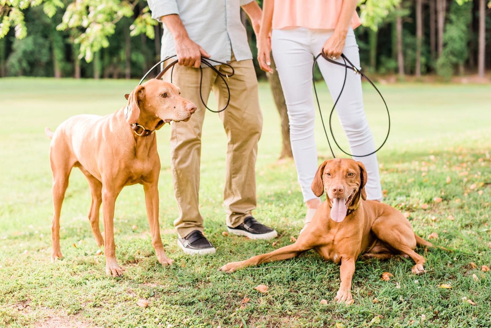 Raleigh engagement vizsla puppies with the couple photo