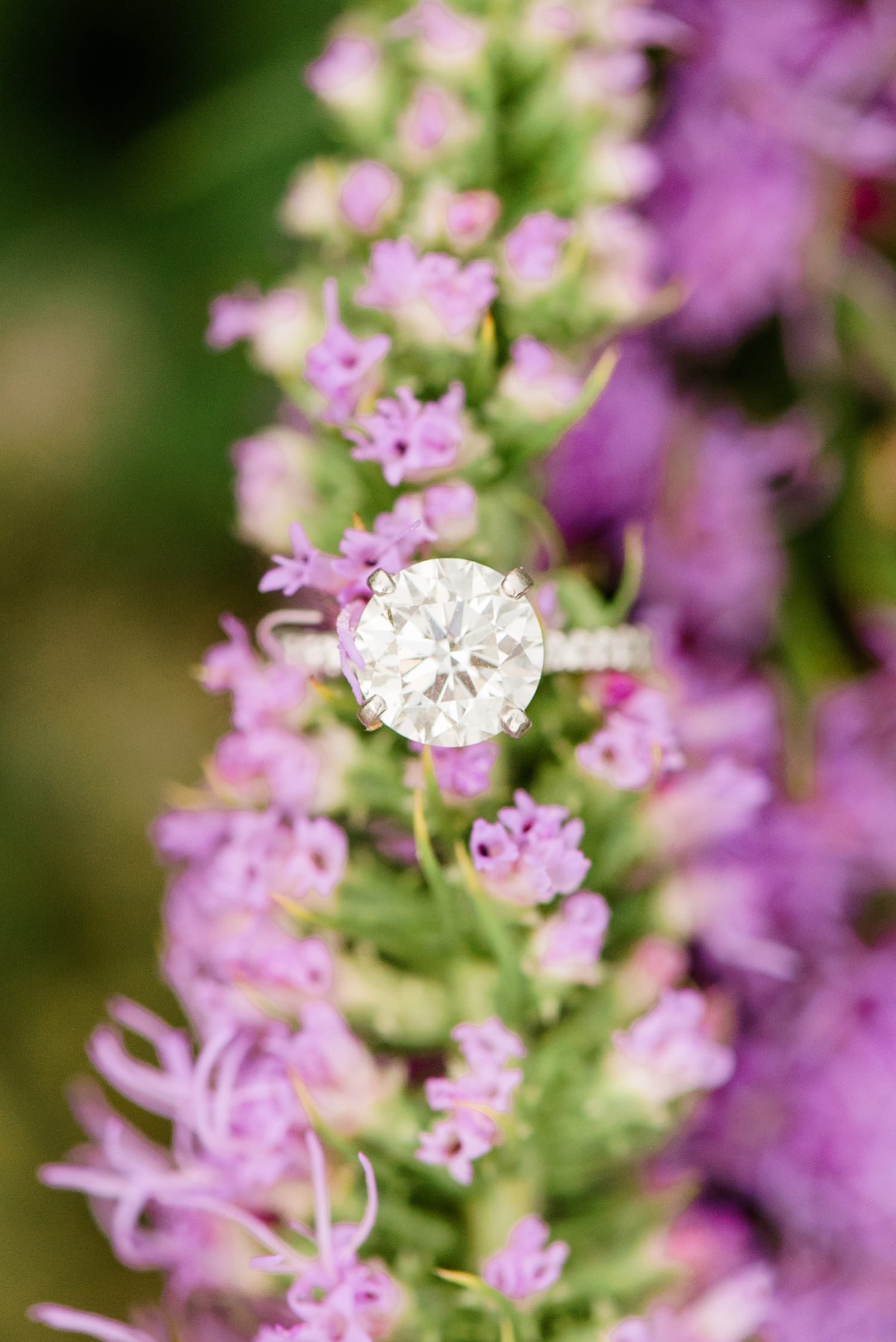 Raleigh engagement ring nestled in a purple plant photo
