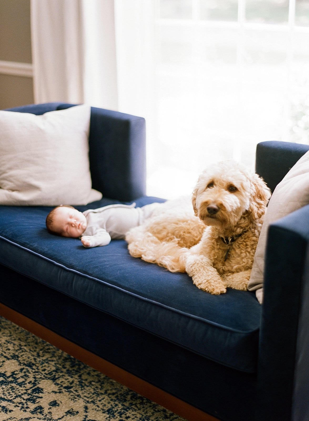 Raleigh labradoodle laying on a velvet blue couch with his newborn baby brother photo