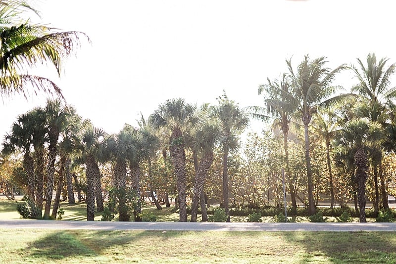 boca grande florida palm tree photo