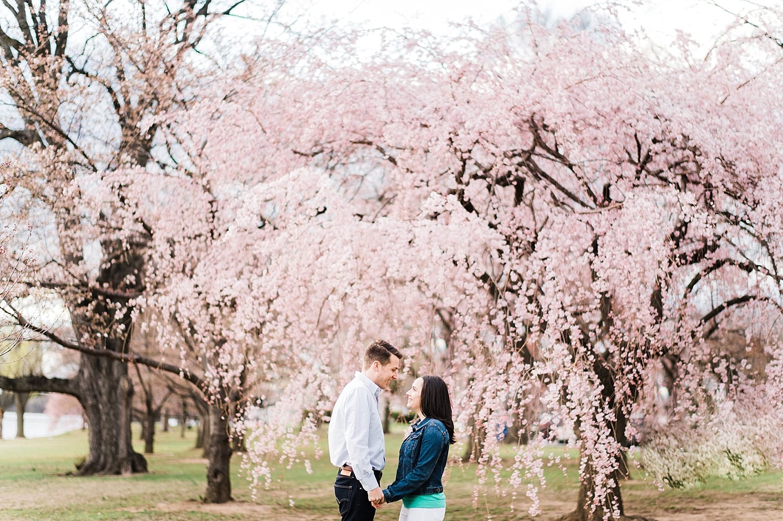 washington dc wedding photographer washington dc cherry blossoms engagement photographer photo